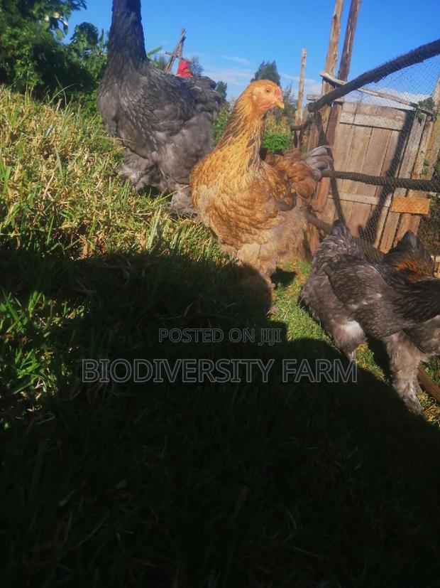 Unique Poultry Fresh and Fertilized Eggs - thumbnail 5