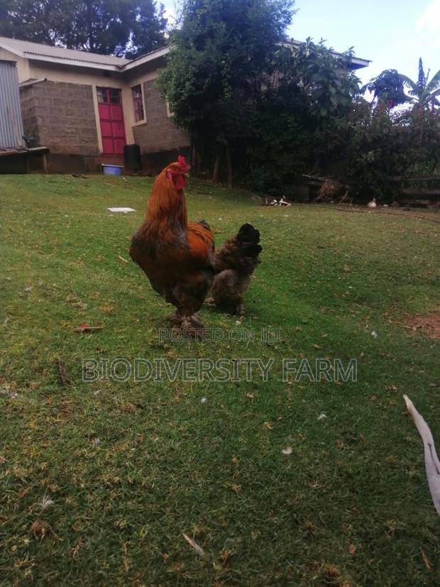 Unique Poultry Fresh and Fertilized Eggs - thumbnail 6