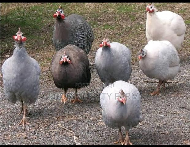 Unique Poultry Fresh and Fertilized Eggs - thumbnail 7