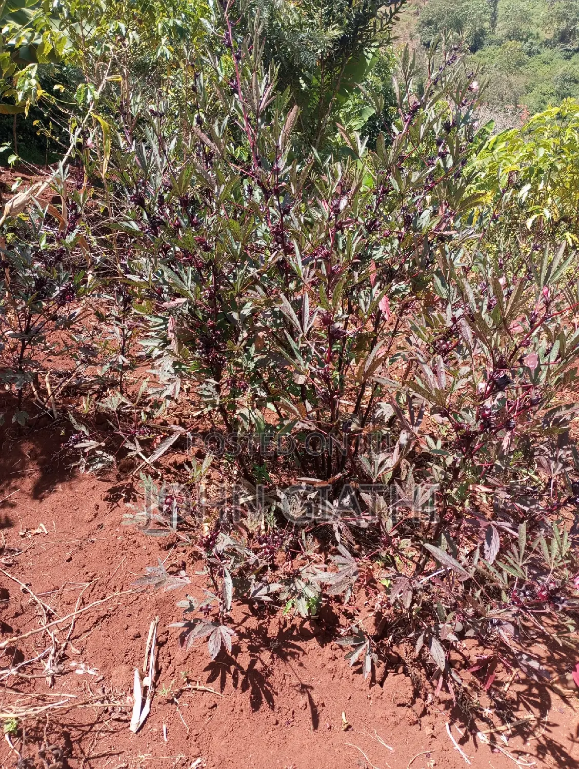 Hibiscus Rosella Seeds Per Kg