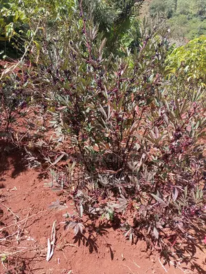 Hibiscus Rosella Seeds Per Kg