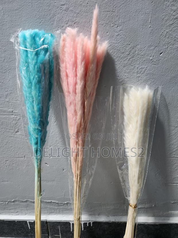 Pampas Grass - main view