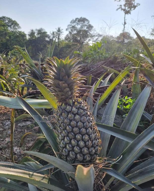 Dwarf Fruit Seedlings Available - main view