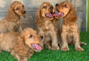 1-3 months Male Purebred Cocker Spaniel - thumbnail 2