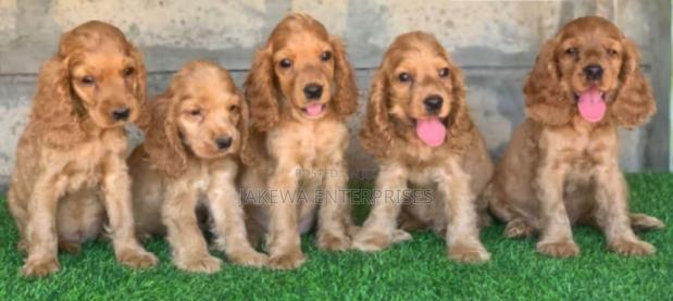 1-3 months Female Purebred Cocker Spaniel