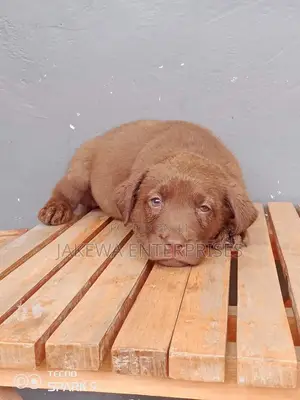 1-3 months Male Purebred Labrador Retriever