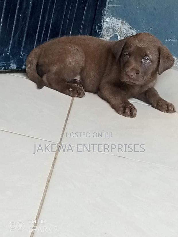 1-3 months Female Purebred Labrador Retriever