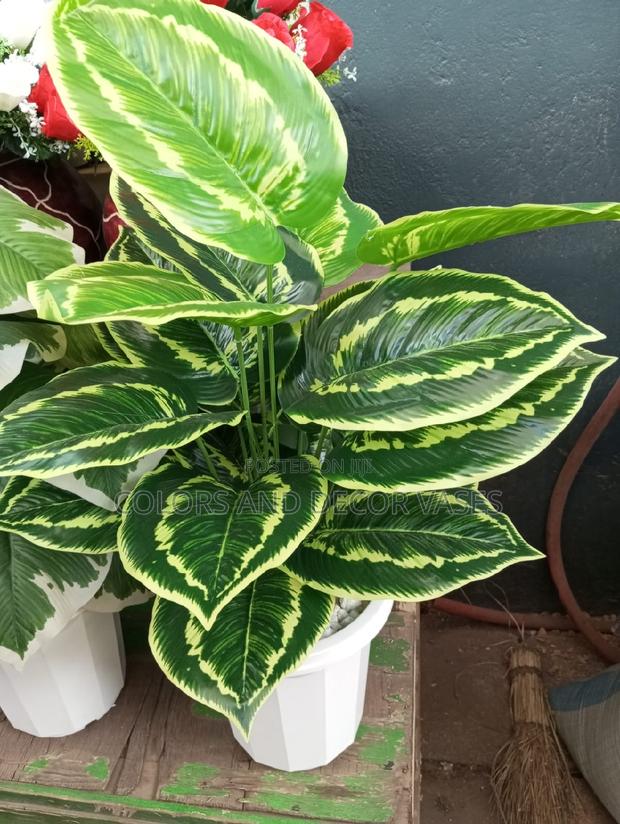 Flower Plant - main view