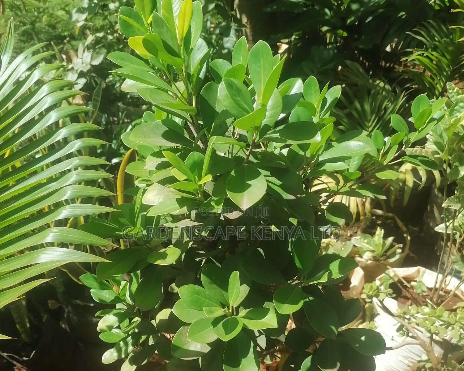 Boxwood Plants
