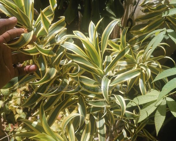 Song of India Plants - main view