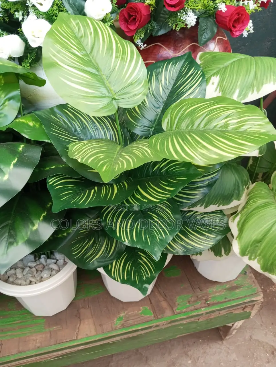 Stripped Plant