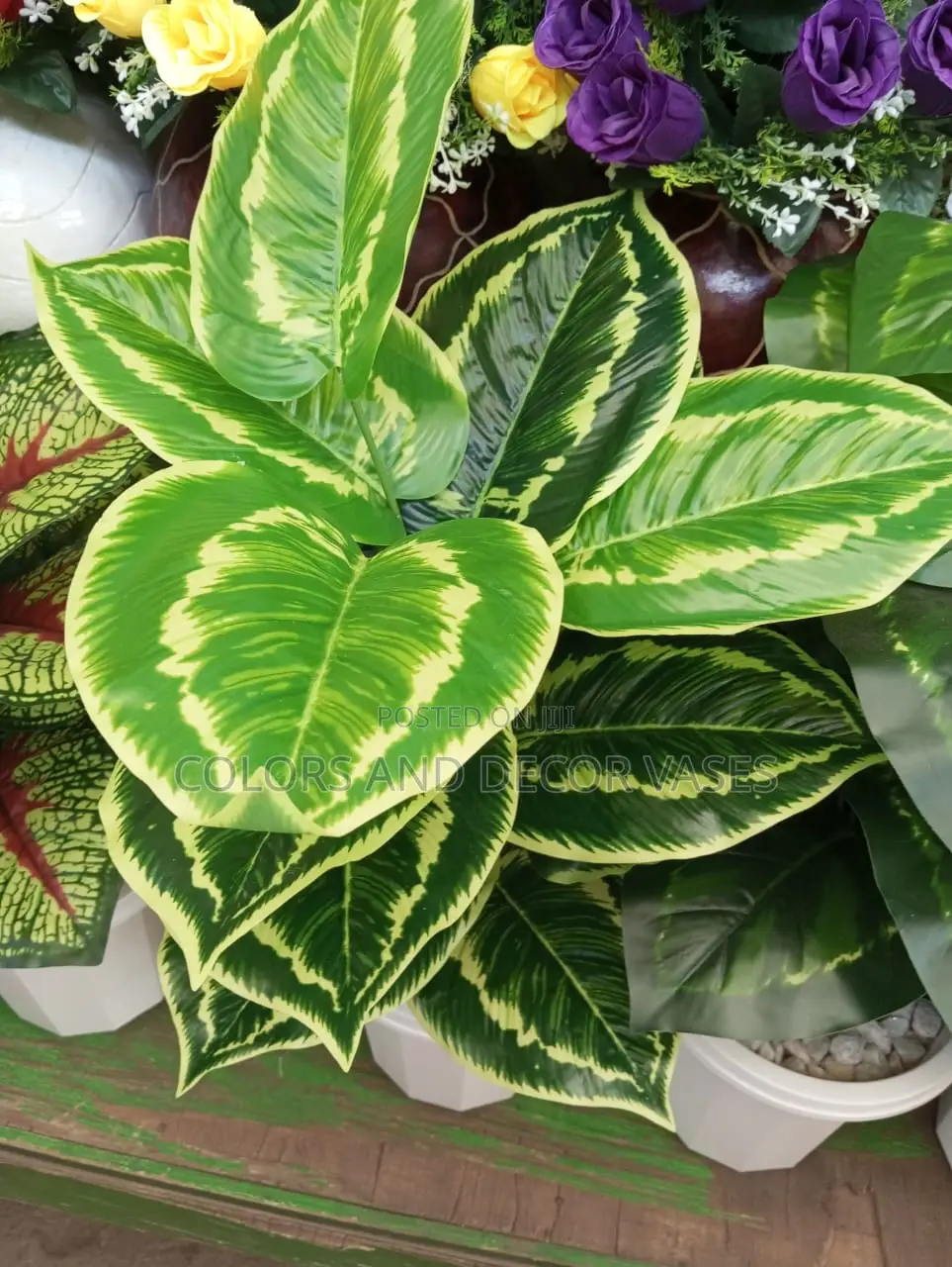Plants Home Decor