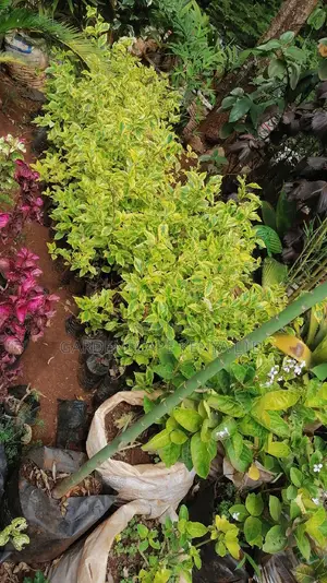 Bougainvillea Fencing Plants
