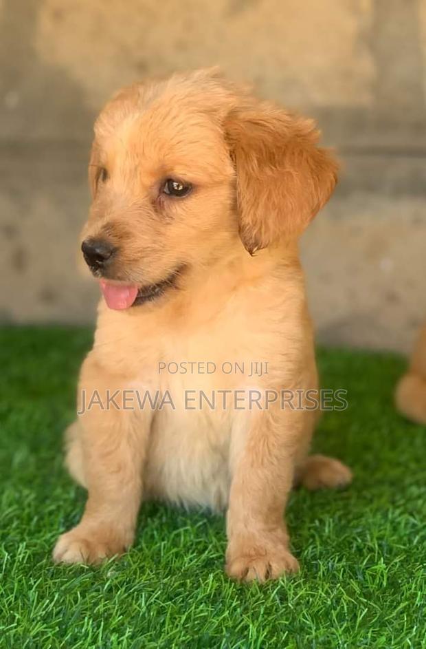 1-3 months Male Purebred Golden Retriever - main view