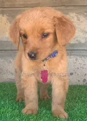 1-3 months Female Purebred Golden Retriever