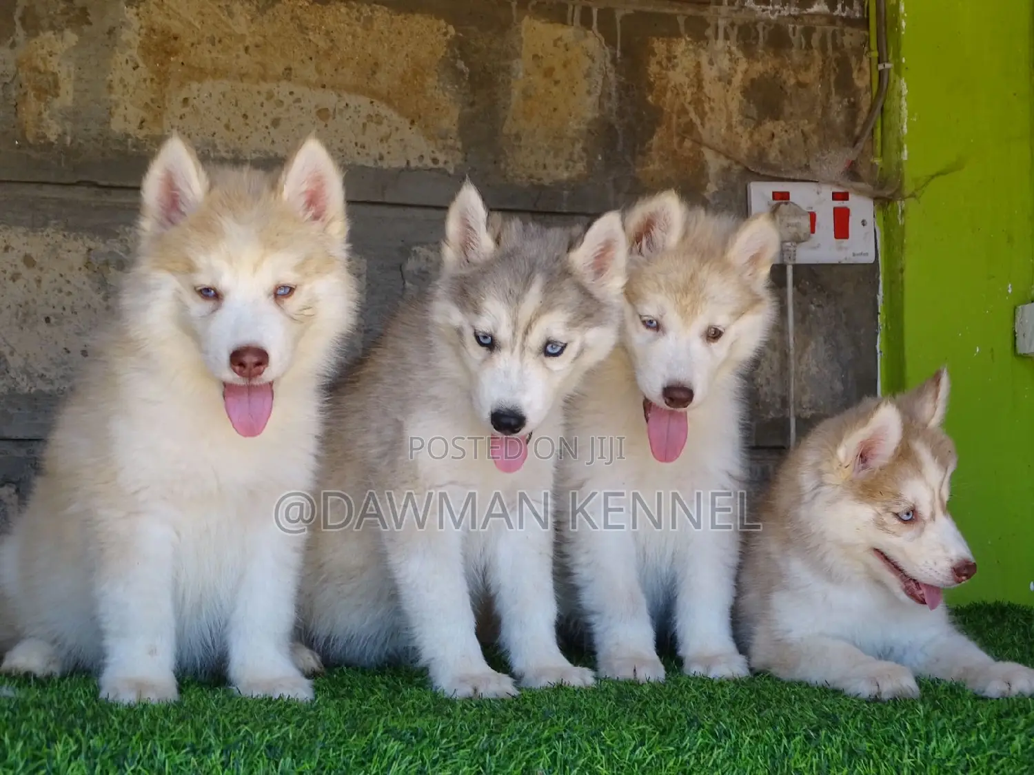 1-3 months Female Purebred Siberian Husky