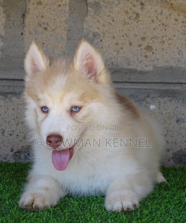 1-3 months Male Purebred Siberian Husky - main view