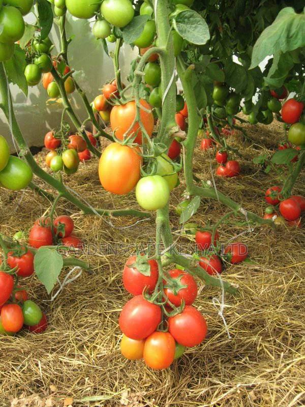 Nyota F1 Tomato Seeds 25g - thumbnail 2