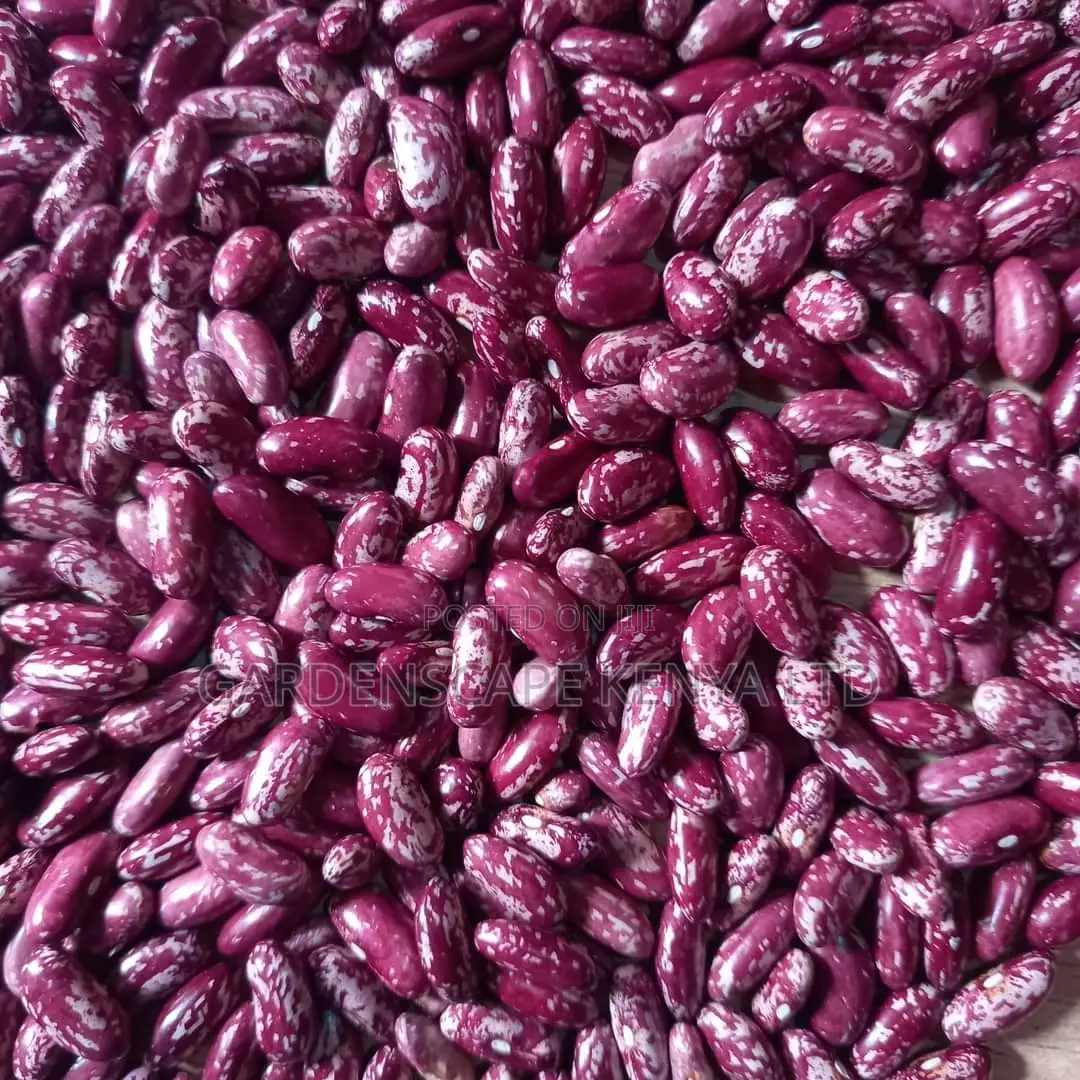 Kazuri Beans Seeds 1kg