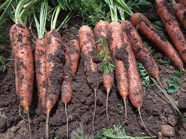 Carrot Nantes 1kg - thumbnail 2
