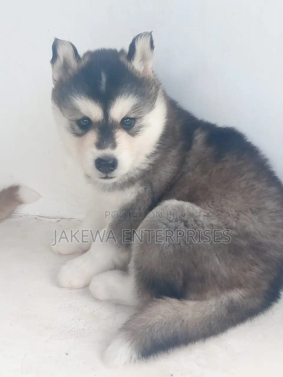1-3 months Male Purebred Siberian Husky