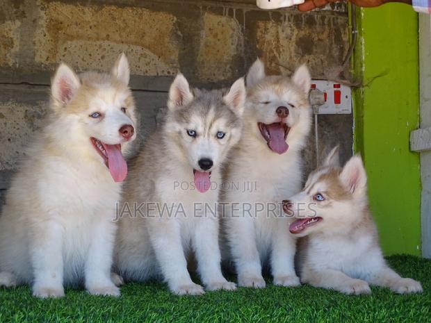 1-3 months Male Purebred Siberian Husky - main view