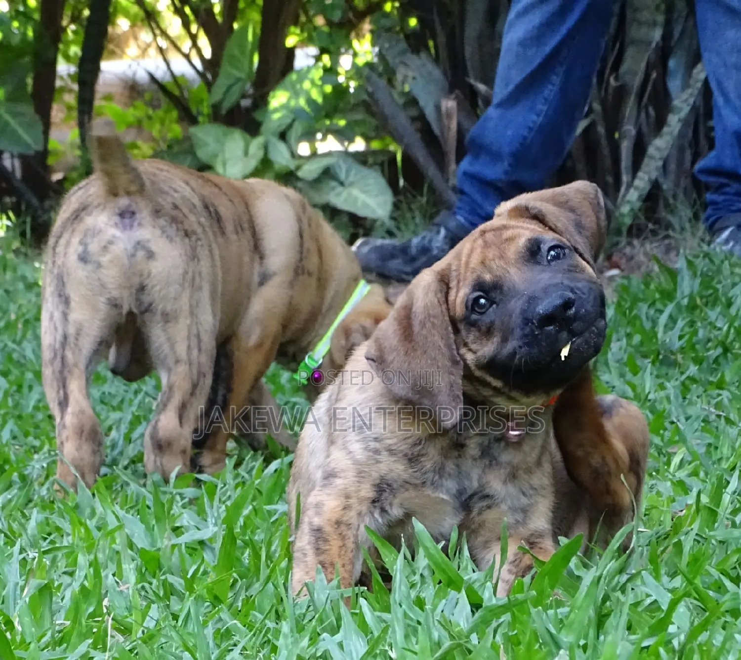 1-3 months Male Purebred Boerboel