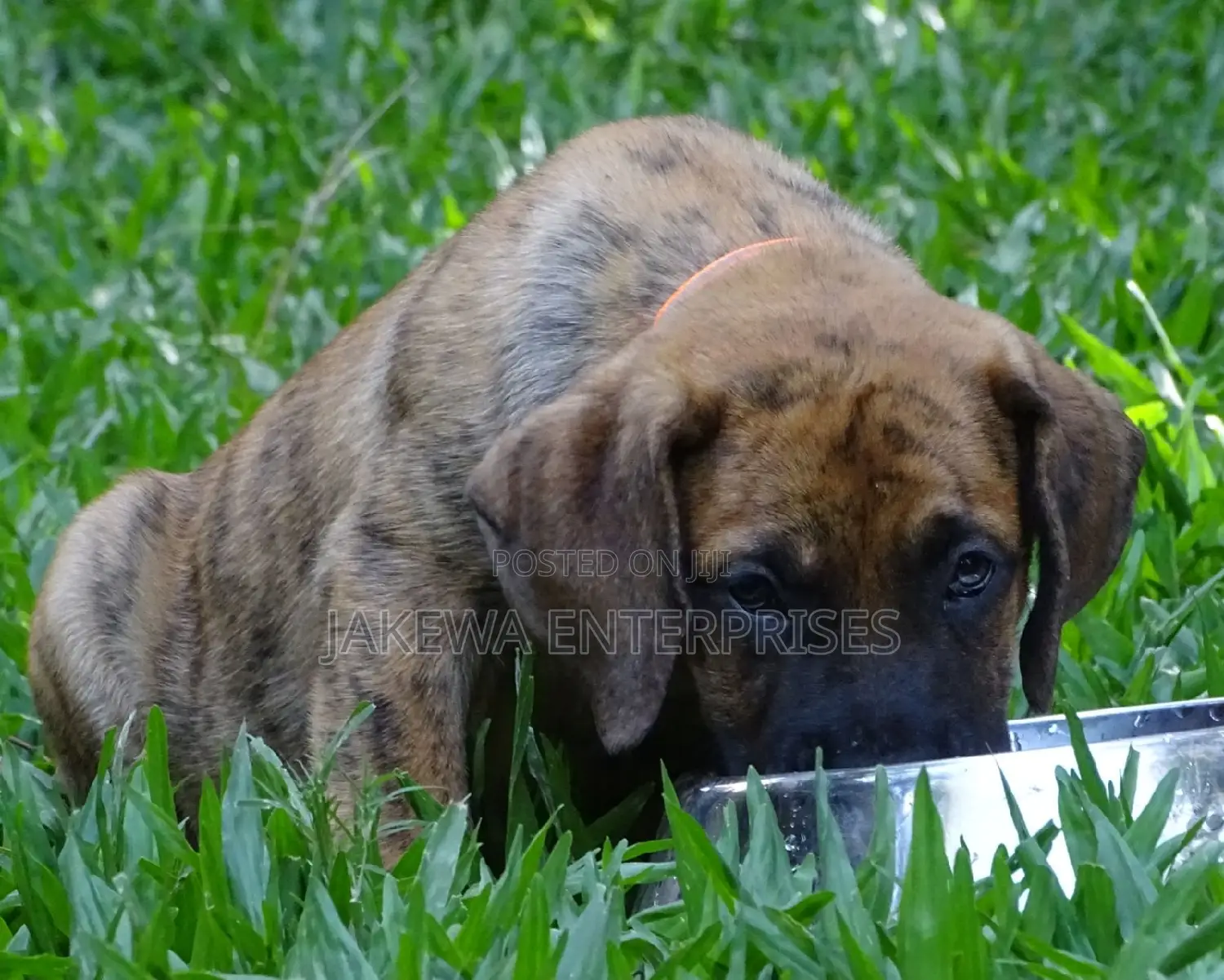 1-3 months Male Purebred Boerboel