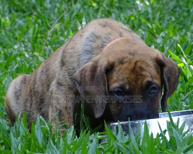 1-3 months Male Purebred Boerboel - main view