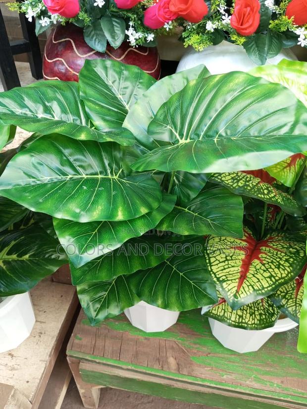 Plain Green Plant Available - main view