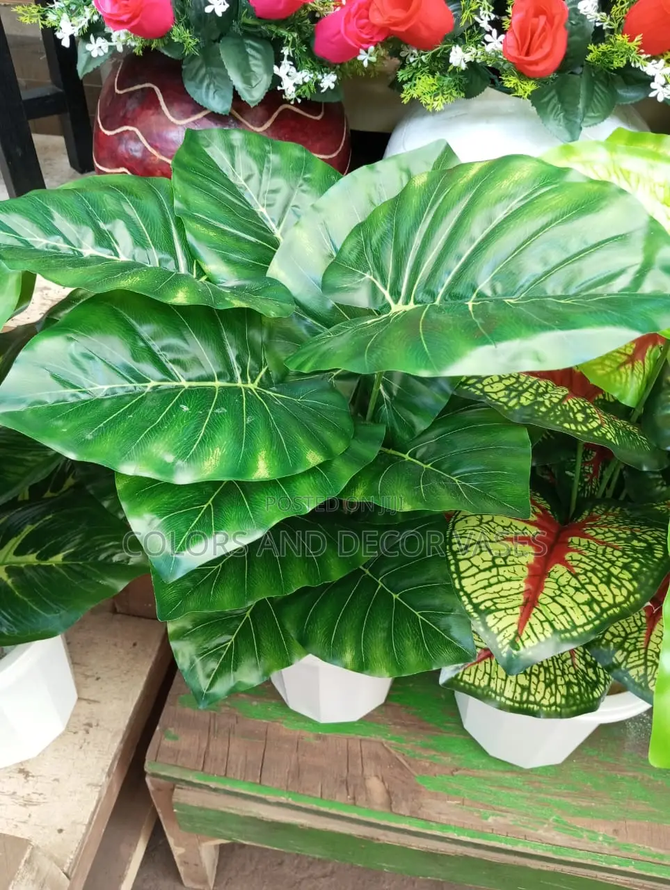 Plain Green Plant Available