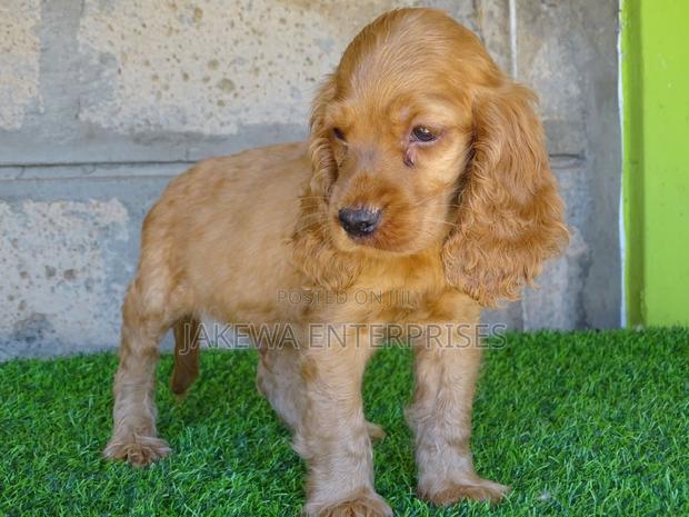 1-3 months Female Purebred Cocker Spaniel - main view