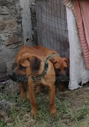 3-6 months Male Purebred Boerboel