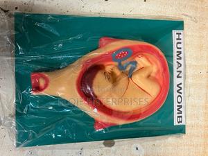 Model Human Womb - thumbnail 2