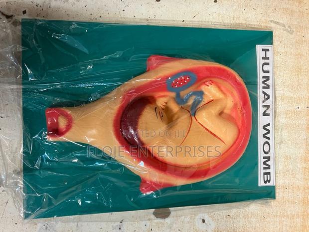 Model Human Womb - main view