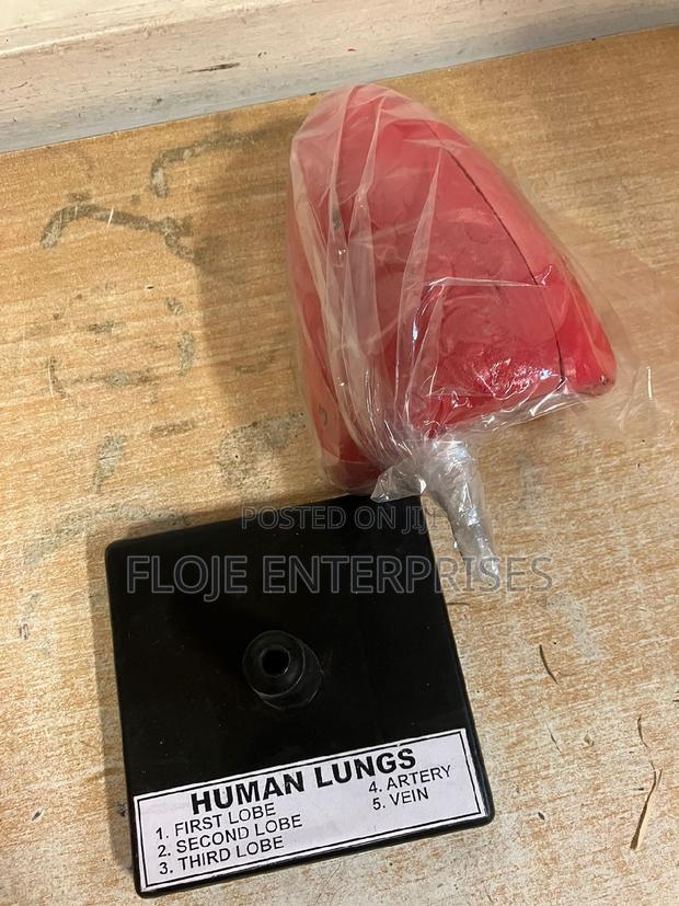 Model Human Lung With Stand - main view