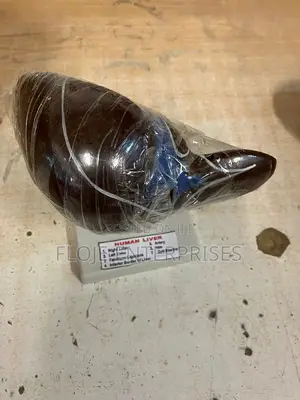 Model Human Liver on Stand 5 Inches