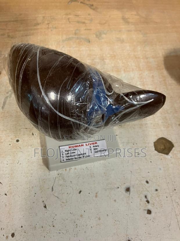 Model Human Liver on Stand 5 Inches