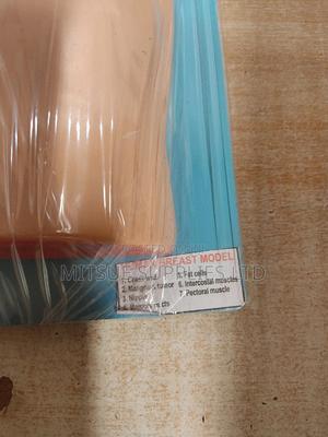 Model Human Female Breast For Educational Use - main view