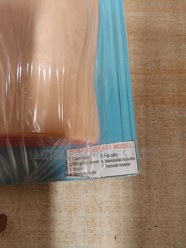 Model Human Female Breast For Educational Use
