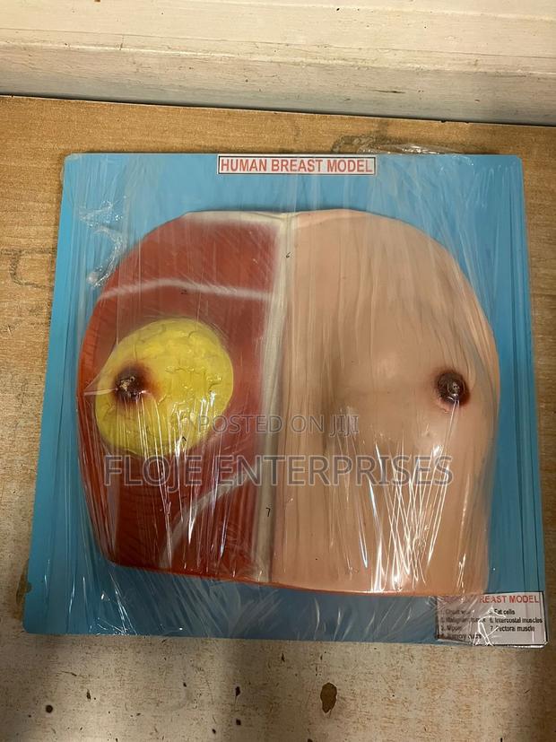 Model Human Breast - main view