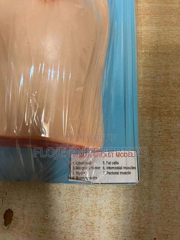 Model Human Breast - thumbnail 2