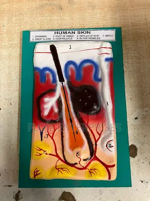 Model Human Skin on Board 9x14”