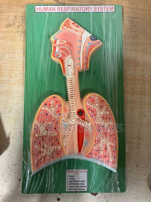 Model Respiratory