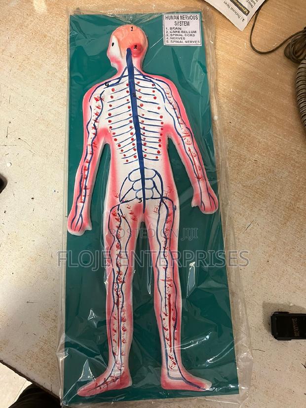 Model Nervous System on Board 9x14”