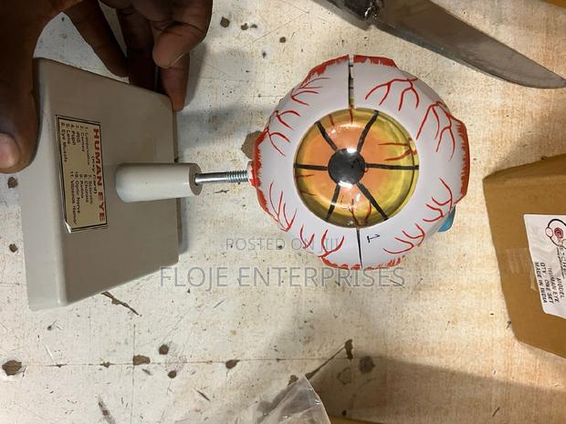 Model Human Eye on Stand - main view
