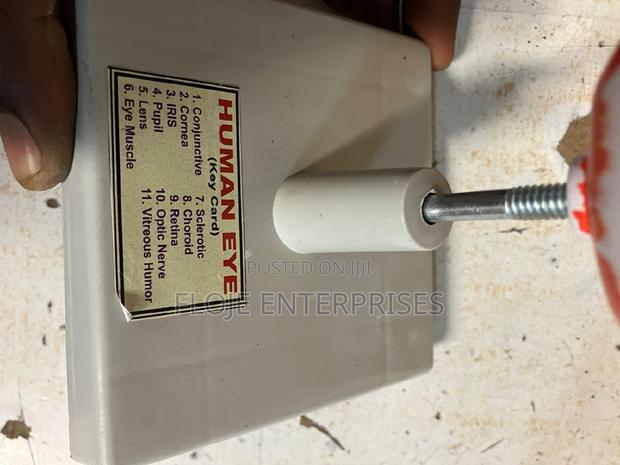 Model Human Eye on Stand - thumbnail 3