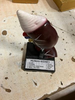 Model Human Kidney on Stand - main view