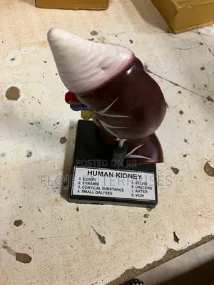 Model Human Kidney on Stand