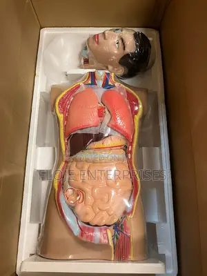Model Human Torso